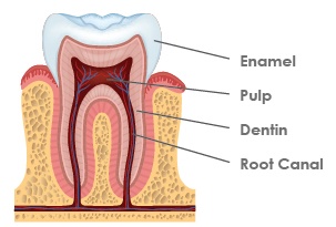 Root Canal Diagram